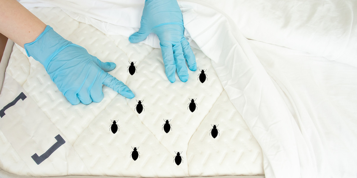 City Pest CA: Premier Bed Bug Control for a Peaceful Home